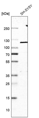 OGDHL Antibody in Western Blot (WB)