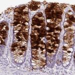 ZG16 Antibody in Immunohistochemistry (IHC)
