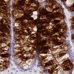 ZG16 Antibody in Immunohistochemistry (IHC)