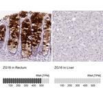 ZG16 Antibody