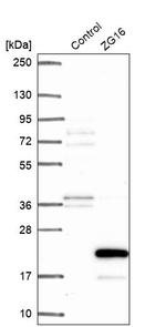 ZG16 Antibody in Western Blot (WB)