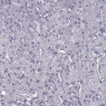 ROPN1B Antibody in Immunohistochemistry (Paraffin) (IHC (P))