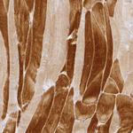 RAX2 Polyclonal Antibody