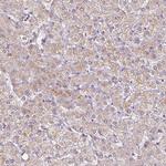 RPL38 Antibody in Immunohistochemistry (Paraffin) (IHC (P))