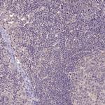 RPL38 Antibody in Immunohistochemistry (Paraffin) (IHC (P))