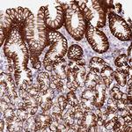 CYBASC3 Polyclonal Antibody