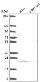 FAM228B Antibody in Western Blot (WB)
