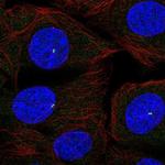 MZT2A Polyclonal Antibody