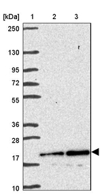 MZT2A Antibody in Western Blot (WB)