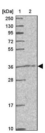 CAMLG Antibody in Western Blot (WB)