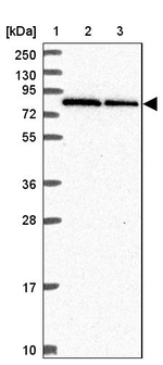 RNF10 Antibody in Western Blot (WB)