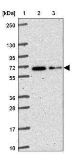 KIAA2013 Antibody in Western Blot (WB)