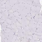 CEL Polyclonal Antibody