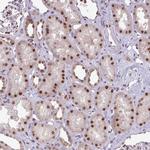 C19orf39 Polyclonal Antibody