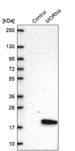 MORN4 Antibody in Western Blot (WB)