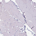 CLCA1 Polyclonal Antibody