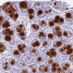 CLCA1 Antibody in Immunohistochemistry (IHC)
