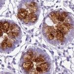 CLCA1 Antibody in Immunohistochemistry (IHC)