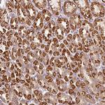 FAM78B Polyclonal Antibody