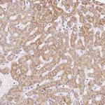 PAQR9 Antibody in Immunohistochemistry (IHC)