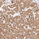 PAQR9 Antibody in Immunohistochemistry (IHC)