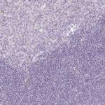 PAQR9 Antibody in Immunohistochemistry (IHC)