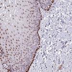 TMEM215 Antibody in Immunohistochemistry (Paraffin) (IHC (P))