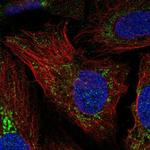 NCCRP1 Polyclonal Antibody