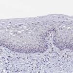 GLDC Antibody in Immunohistochemistry (Paraffin) (IHC (P))