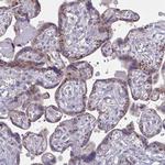 GLDC Antibody in Immunohistochemistry (Paraffin) (IHC (P))