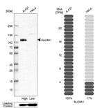 Nhe-1 Antibody in Western Blot (WB)