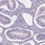 TMEM150C Antibody in Immunohistochemistry (IHC)
