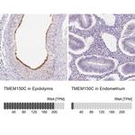 TMEM150C Antibody
