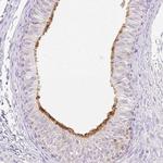 TMEM150C Antibody in Immunohistochemistry (IHC)