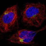 DENND5A Polyclonal Antibody