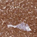 ZNF569 Antibody in Immunohistochemistry (Paraffin) (IHC (P))