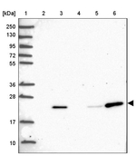 POLR2G Antibody in Western Blot (WB)