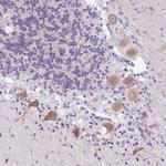 Syntabulin Antibody in Immunohistochemistry (Paraffin) (IHC (P))