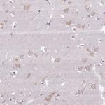 Syntabulin Antibody in Immunohistochemistry (Paraffin) (IHC (P))