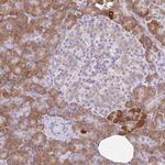 Syntabulin Antibody in Immunohistochemistry (Paraffin) (IHC (P))
