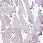 Syntabulin Antibody in Immunohistochemistry (Paraffin) (IHC (P))