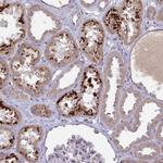 ORP7 Antibody in Immunohistochemistry (Paraffin) (IHC (P))