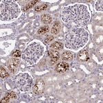 ORP7 Antibody in Immunohistochemistry (Paraffin) (IHC (P))
