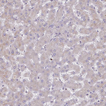 ORP7 Antibody in Immunohistochemistry (Paraffin) (IHC (P))