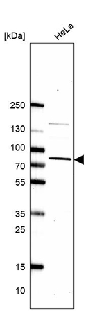 ORP7 Antibody in Western Blot (WB)