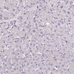 ZFP3 Antibody in Immunohistochemistry (Paraffin) (IHC (P))