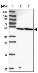 ZFP3 Antibody in Western Blot (WB)