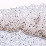 TRIP13 Polyclonal Antibody