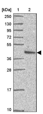 PR38A Antibody in Western Blot (WB)