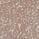 RHEBL1 Polyclonal Antibody